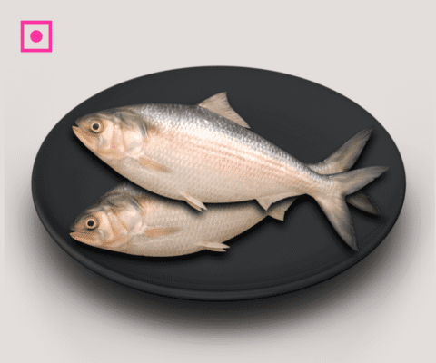 Ilish Fish | Hilsa | Pulasa | Polasa - 1 kg