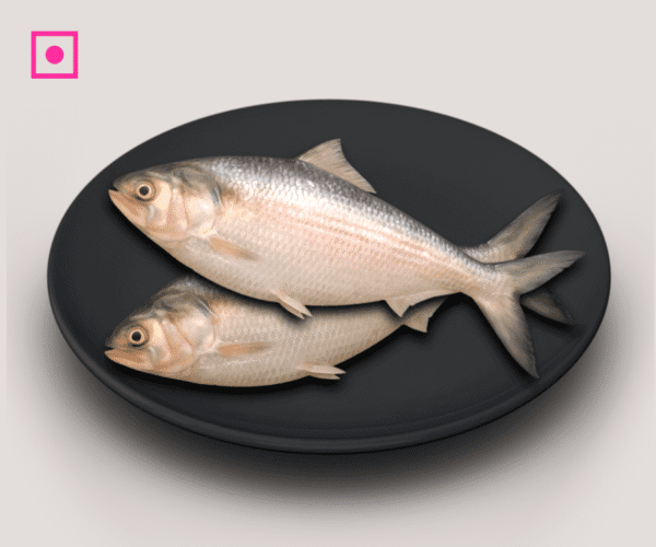 Ilish Fish | Hilsa | Pulasa | Polasa