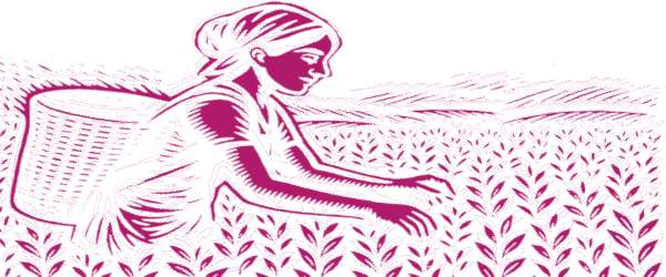 Vilenci artworks on tea harvesting