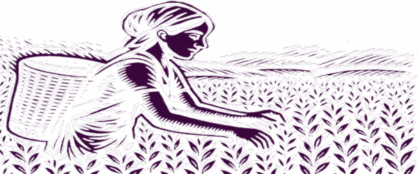 Bundle pack | Aromatic Joha Rice with Lakadong Turmeric Cinnamon Spiced Assam Tea with Citrus Peel Accent